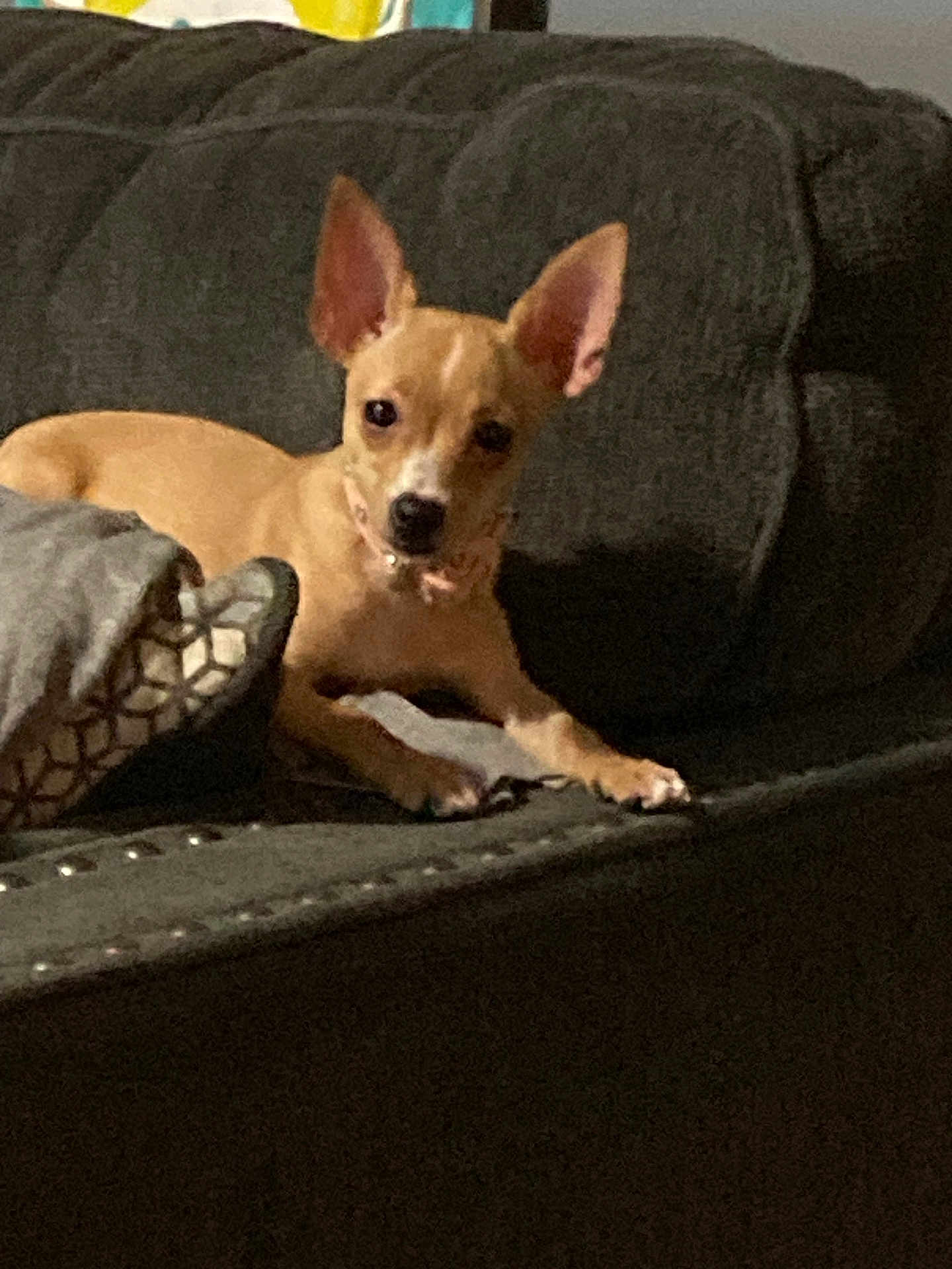 Bossy is registered to the contest to win money with this photo: dog, small_dog, tan_dog, couch, sofa, indoor, pet, animal, ears, face, pillow, relaxed, looking_at_camera, home, furniture, cozy, resting, domestic, companion, cute