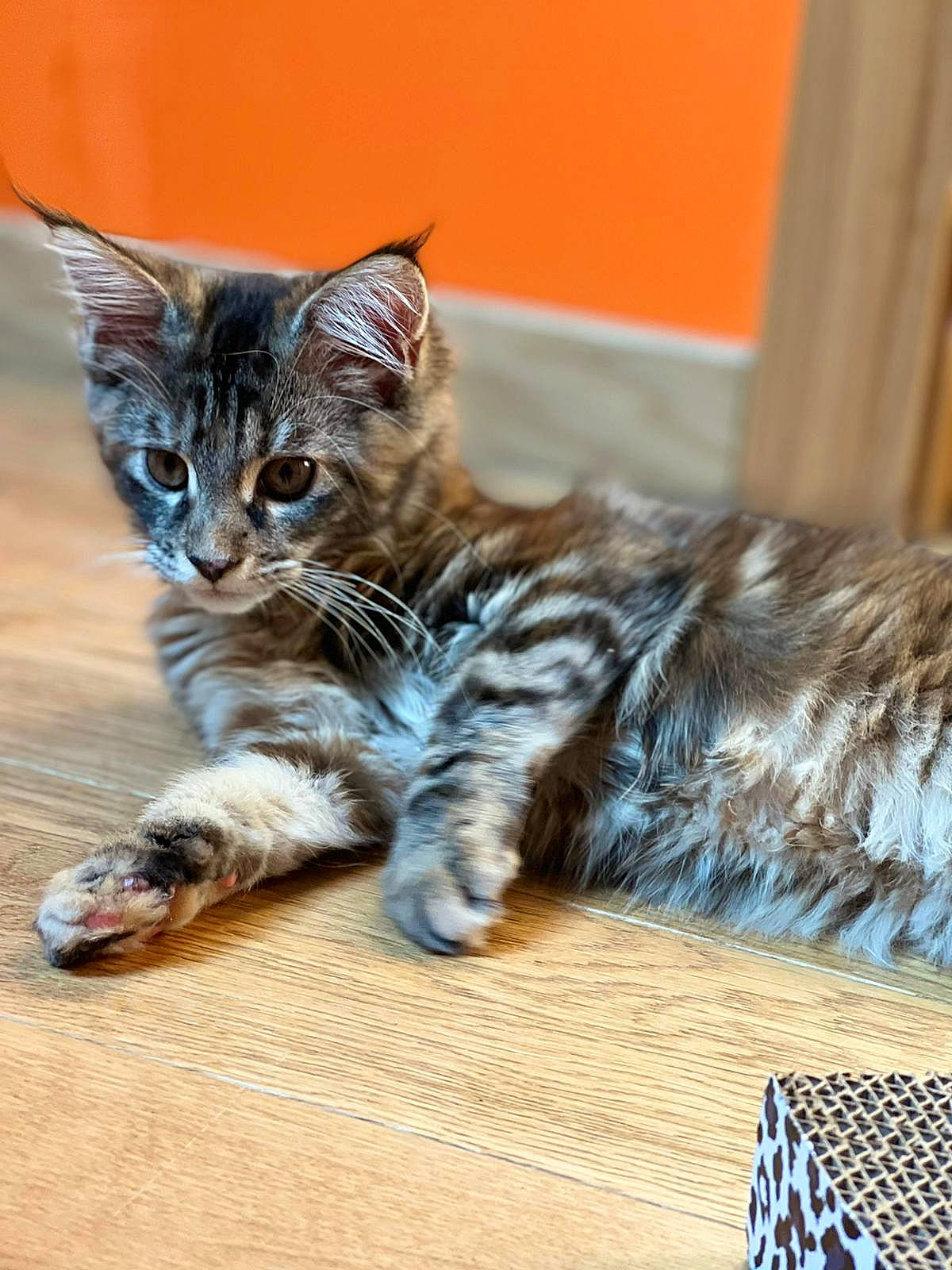 Noisette participe au concours pour gagner de l'argent avec cette photo : carnivore, cat, claw, domestic_short_haired_cat, felidae, flooring, foot, fur, hardwood, paw, sitting, small_to_medium_sized_cats, snout, tail, terrestrial_animal, whiskers, wildlife, wood