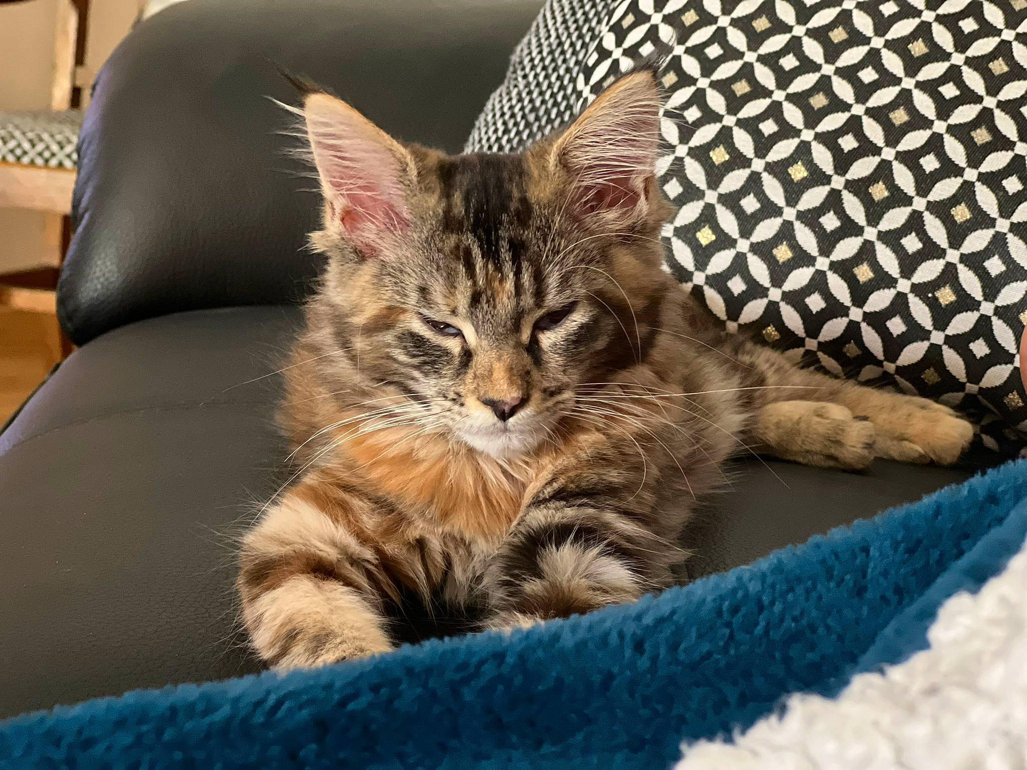 Noisette a rejoint le concours — aidez-le/la à gagner de superbes lots ! carnivore, cat, cat_supply, claw, comfort, couch, domestic_short_haired_cat, fawn, felidae, fur, nap, paw, sitting, small_to_medium_sized_cats, snout, tail, terrestrial_animal, tree, whiskers