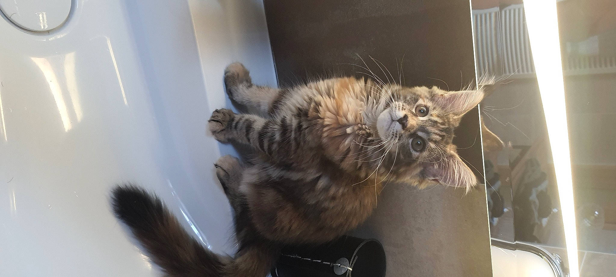 Noisette participe au concours pour gagner de l'argent avec cette photo : animal_shelter, carnivore, cat, claw, comfort, domestic_short_haired_cat, felidae, fur, paw, small_to_medium_sized_cats, tail, terrestrial_animal, whiskers, window