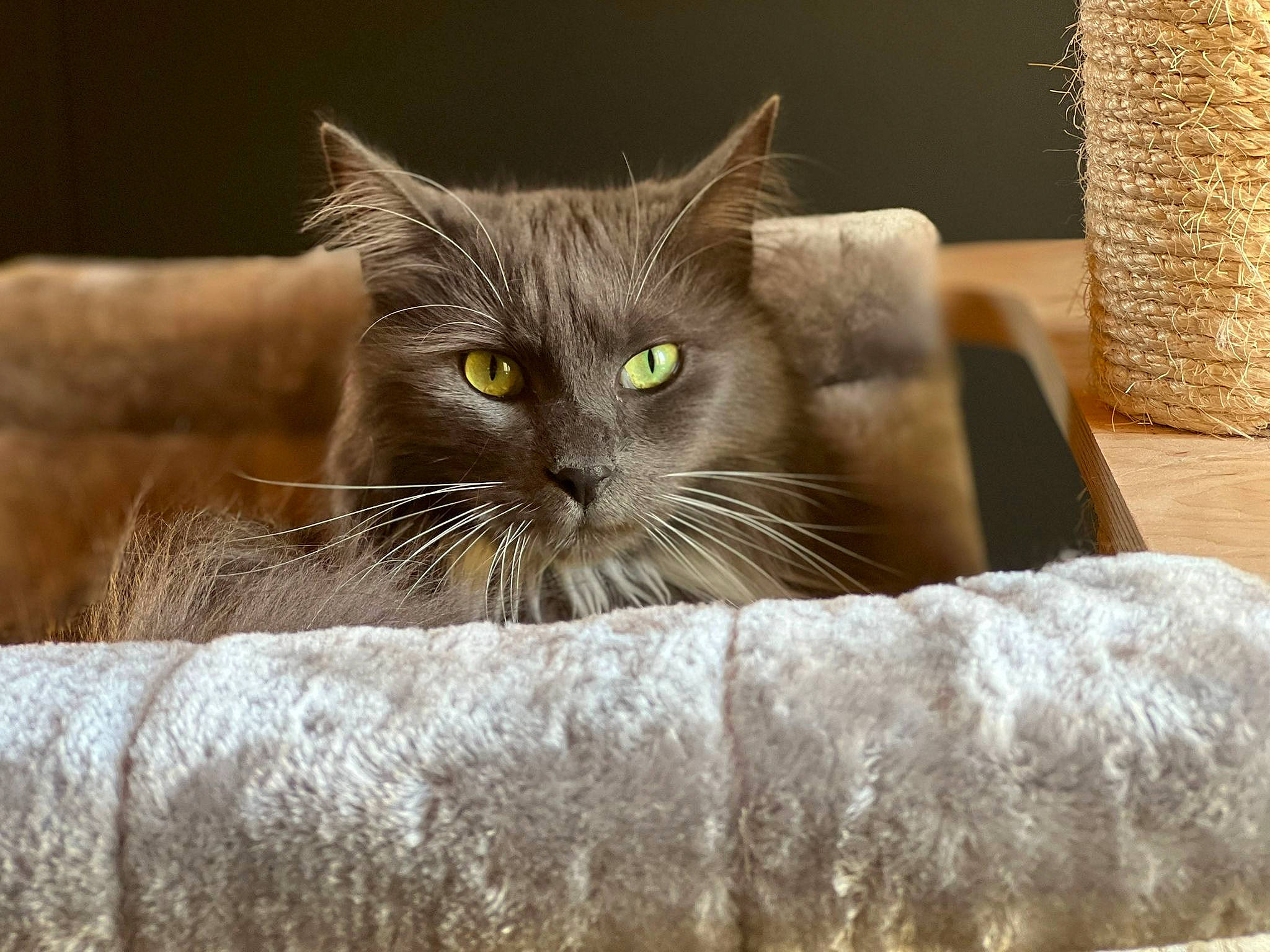 Blue a rejoint le concours — aidez-le/la à gagner de superbes lots ! basket, carnivore, cat, cat_supply, comfort, domestic_short_haired_cat, fawn, felidae, fur, grey, rectangle, small_to_medium_sized_cats, snout, terrestrial_animal, whiskers, wood