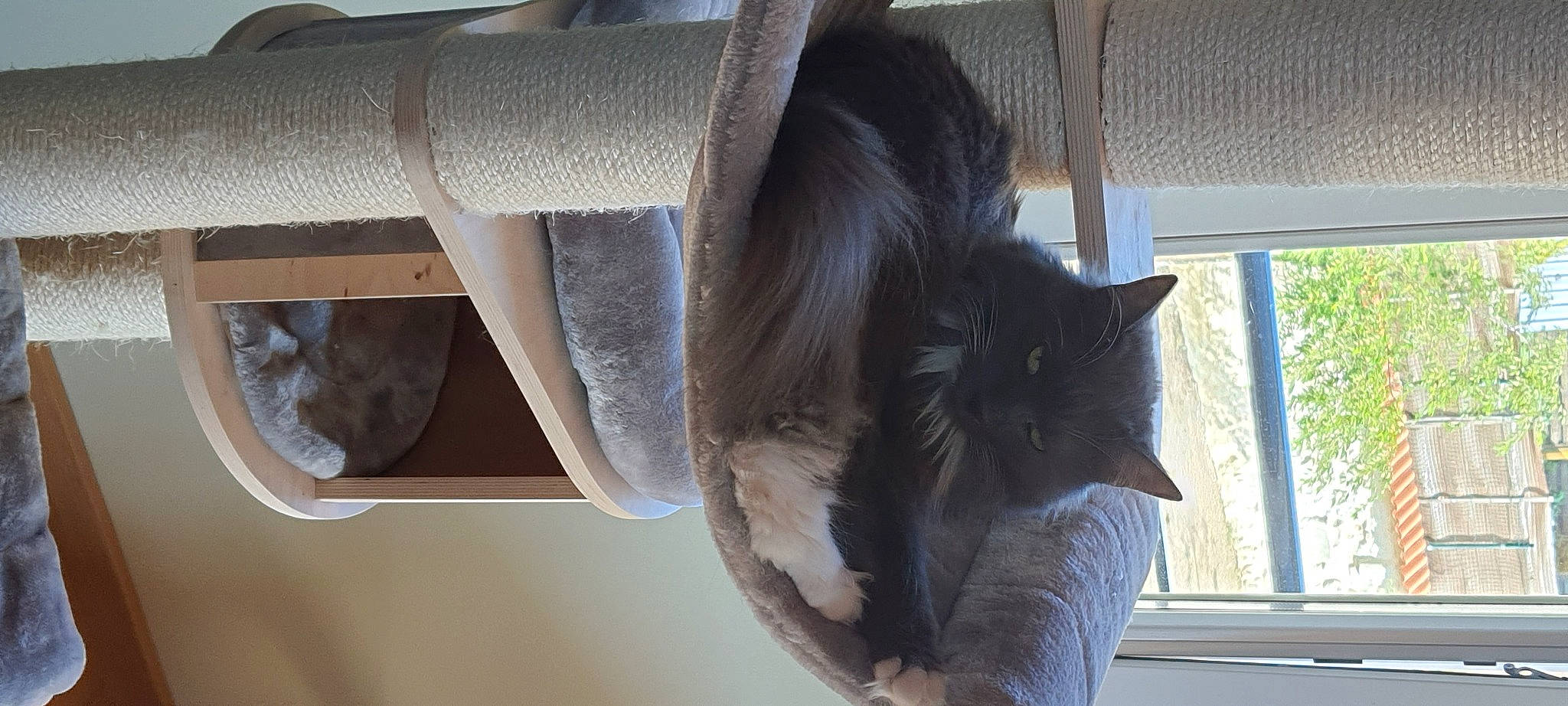 Blue participe au concours pour gagner de l'argent avec cette photo : black_cat, carnivore, cat, cat_furniture, cat_supply, comfort, domestic_short_haired_cat, door, felidae, fur, hardwood, pet_supply, plant, small_to_medium_sized_cats, snout, tail, tree, whiskers, window, wood