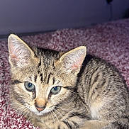 Starla is registered to the contest to win money with this photo: kitten, cat, tabby, striped_fur, blue_eyes, whiskers, ears, paws, tail, curled_up, lying_down, carpet, indoor, home, window, room, portrait, close_up, pet, cute
