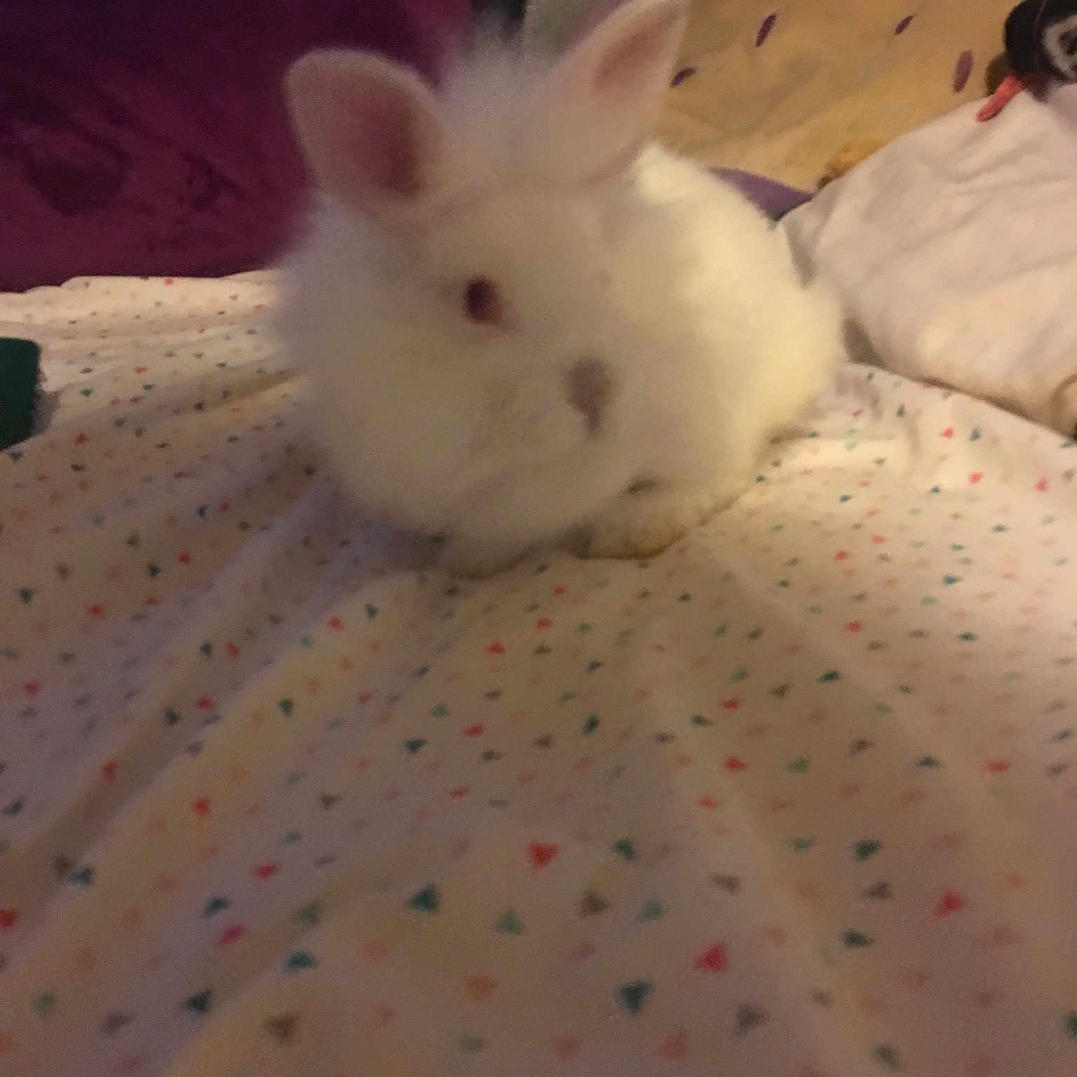 Elvis Bunny