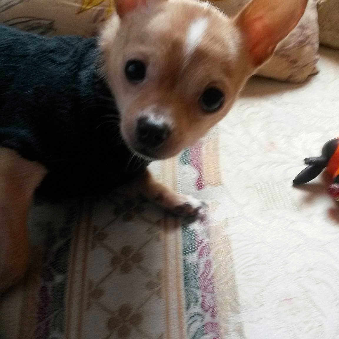 Chico is registered to the contest to win money with this photo: