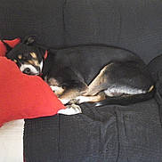 Jititm a rejoint le concours — aidez-le/la à gagner de superbes lots ! dog, sleeping, resting, curled_up, couch, sofa, pillow, red_pillow, black_couch, indoor, home, furniture, pet, animal, relaxed, cozy, lying_down, snout, fur, portrait