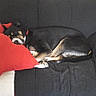 dog, sleeping, resting, curled_up, couch, sofa, pillow, red_pillow, black_couch, indoor, home, furniture, pet, animal, relaxed, cozy, lying_down, snout, fur, portrait