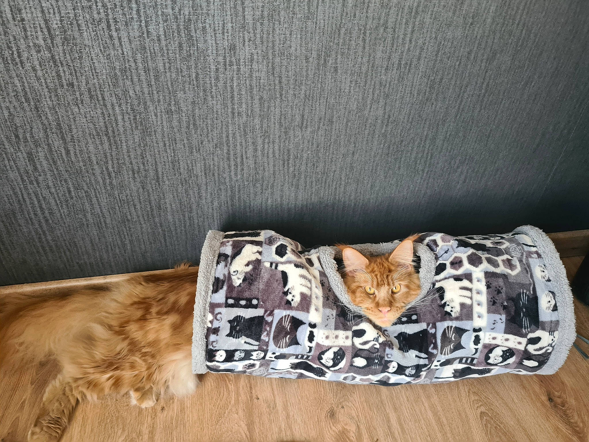 Socrate a rejoint le concours — aidez-le/la à gagner de superbes lots ! bag, brassiere, briefs, couch, fashion_accessory, flooring, font, grey, hardwood, laminate_flooring, linens, lingerie, pattern, sleeve, table, undergarment, underpants, waist, wood