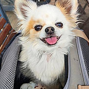 Magnum a rejoint le concours — aidez-le/la à gagner de superbes lots ! dog, chihuahua, pet_carrier, tongue_out, fluffy, happy, ears, toy, close_up, indoor, smiling, fur, cute, animal, companion, domestic_animal, pet, canine, portrait, friendly