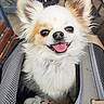 dog, chihuahua, pet_carrier, tongue_out, fluffy, happy, ears, toy, close_up, indoor, smiling, fur, cute, animal, companion, domestic_animal, pet, canine, portrait, friendly