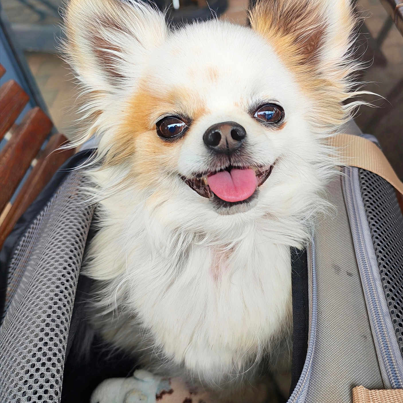 Magnum a rejoint le concours — aidez-le/la à gagner de superbes lots ! dog, chihuahua, pet_carrier, tongue_out, fluffy, happy, ears, toy, close_up, indoor, smiling, fur, cute, animal, companion, domestic_animal, pet, canine, portrait, friendly