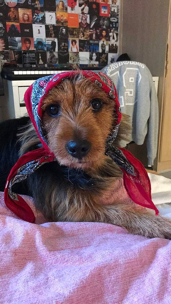 Leo is registered to the contest to win money with this photo: airedale_terrier, canidae, carnivore, collar, companion_dog, dog, dog_breed, dog_clothes, dog_supply, fur, linens, pet_supply, small_terrier, snout, sporting_group, terrier, working_animal, working_dog