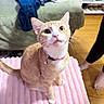 Luna is registered to the contest to win money with this photo: cat, orange_cat, white_cat, pet, indoor, blanket, pink_blanket, collar, curious, looking_up, bedroom, notebook, wooden_floor, bare_feet, furniture, cozy, whiskers, ears, tabby, domestic_cat