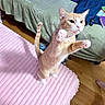 cat, orange_cat, white_cat, standing, pink_blanket, bed, green_bedspread, wooden_floor, paws, whiskers, domestic_cat, indoor, pet, playful, feline, curious, claws, ears, tail, household