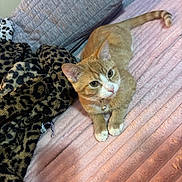 Luna is registered to the contest to win money with this photo: cat, orange_tabby, pet, feline, collar, bell, blanket, pink_blanket, leopard_print, cushions, indoor, cozy, fur, whiskers, cute, resting, curious, animal, soft_texture, domestic