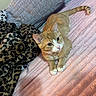 cat, orange_tabby, pet, feline, collar, bell, blanket, pink_blanket, leopard_print, cushions, indoor, cozy, fur, whiskers, cute, resting, curious, animal, soft_texture, domestic