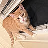cat, ginger_cat, white_paws, window, windowsill, indoor, curious, pet, animal, feline, looking, closeup, face, ears, tail, fur, whiskers, bathroom, toiletries, screen