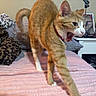 Luna is registered to the contest to win money with this photo: cat, orange_cat, white_paws, stretching, yawning, bed, blanket, leopard_print, nightstand, bottle, pepsi, lamp, collar, indoor, home, pet, feline, pink, fur, cute