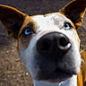 animal, background_blur, blue_eyes, brown_and_white, canine, close_up, curious, daylight, dog, ears, fur, ground, looking_up, muzzle, nature, nose, outdoor, pet, portrait, snout