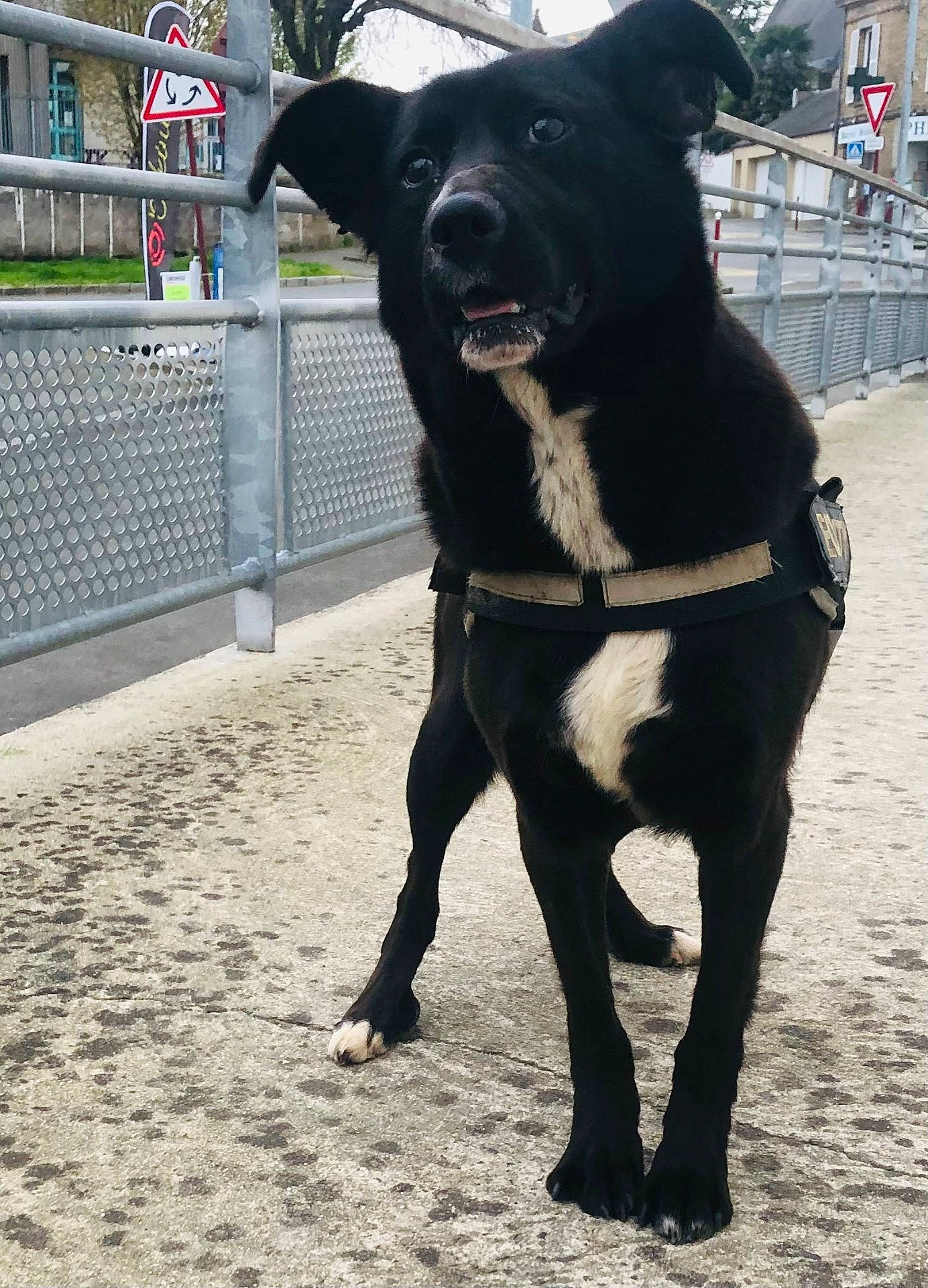 Lassie a rejoint le concours — aidez-le/la à gagner de superbes lots ! animal, architecture, building, canine, dog, fence, guardrail, husky, labradorretriever, outdoors, path, pet, policedog, puppy, racket, shelter, sidewalk, sport, tennis, tennisracket