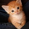 Chili joined the competition — help win amazing prizes! kitten, cat, orange_tabby, cute, small, young, pet, feline, animal, fur, whiskers, ears, eyes, portrait, indoor, closeup, adorable, curious, soft, cuddly