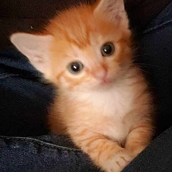 Chili