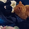 Chili is registered to the contest to win money with this photo: cat, stuffed_animal, toy, orange_cat, black_and_white, fabric, curious, close_up, indoor, soft_toys, blue_background, pet, animal, feline, playful, cozy, domestic, sniffing, resting, colorful