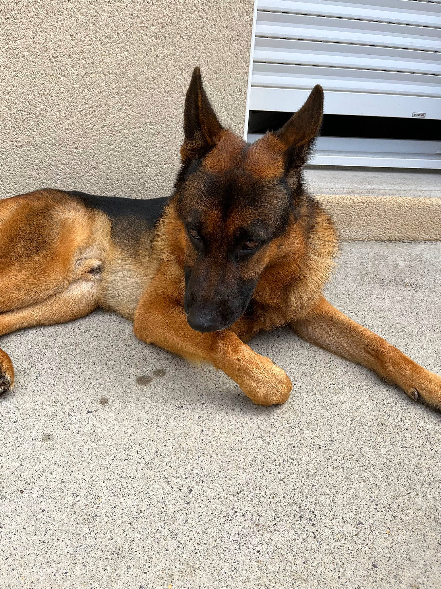 Peaky a rejoint le concours — aidez-le/la à gagner de superbes lots ! biting, canidae, carnivore, dog, dog_breed, herding_dog, snout, terrestrial_animal, window, working_dog