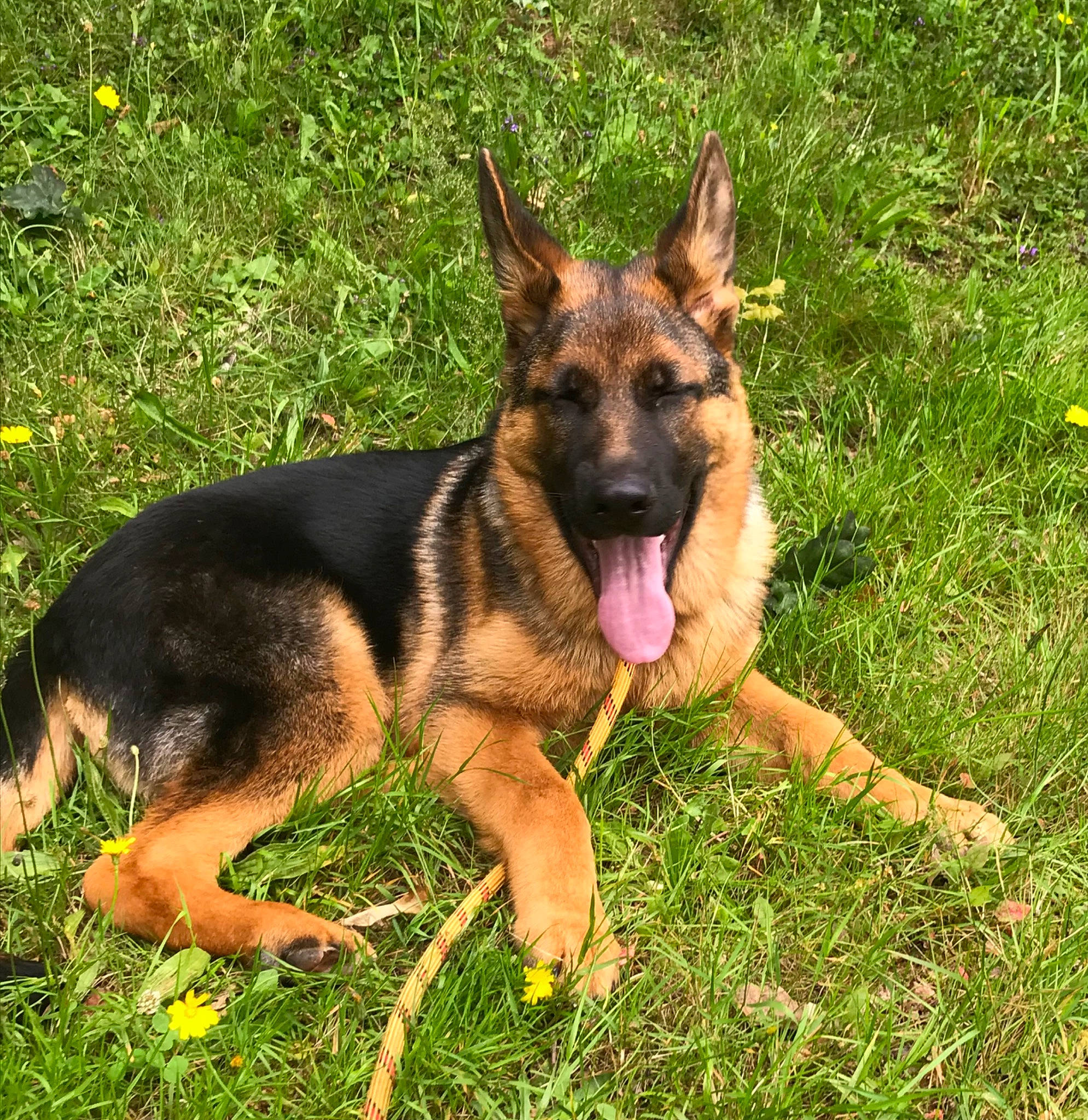 Peaky participe au concours pour gagner de l'argent avec cette photo : canidae, carnivore, dog, dog_breed, east_european_shepherd, fawn, german_shepherd_dog, grass, herbaceous_plant, herding_dog, king_shepherd, old_german_shepherd_dog, plant, snout, sporting_group, working_dog