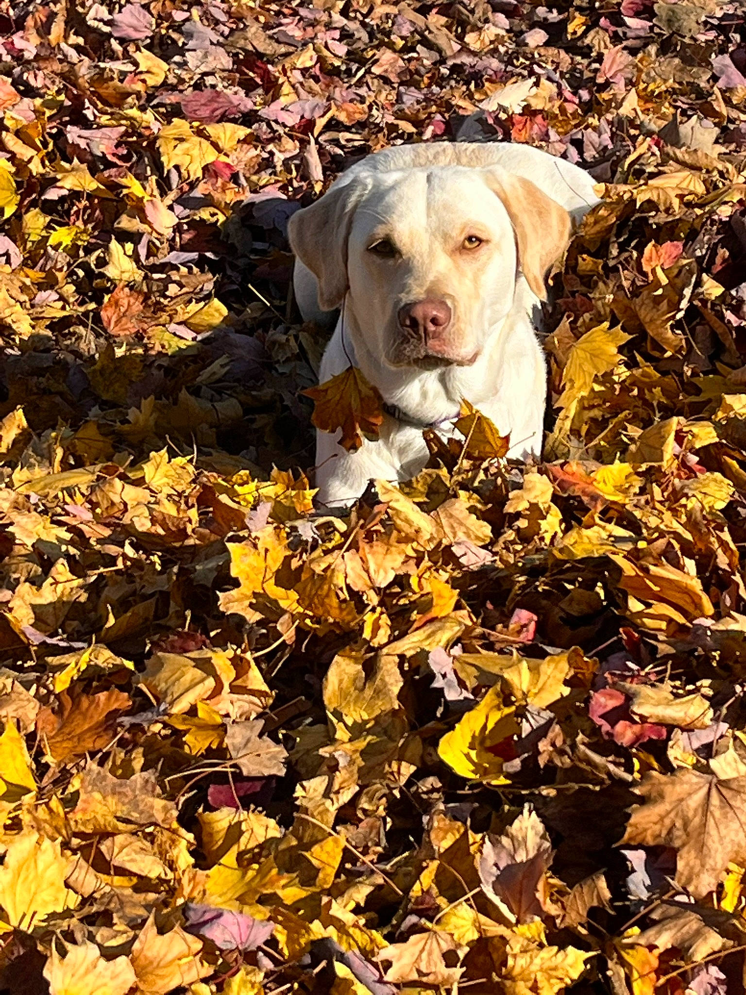 Dolly Mae joined the competition — help win amazing prizes! autumn, canidae, carnivore, companion_dog, deciduous, dog, dog_breed, fawn, grass, groundcover, people_in_nature, plant, soil, sporting_group, sunlight, tail, tints_and_shades, tree, wood, working_animal
