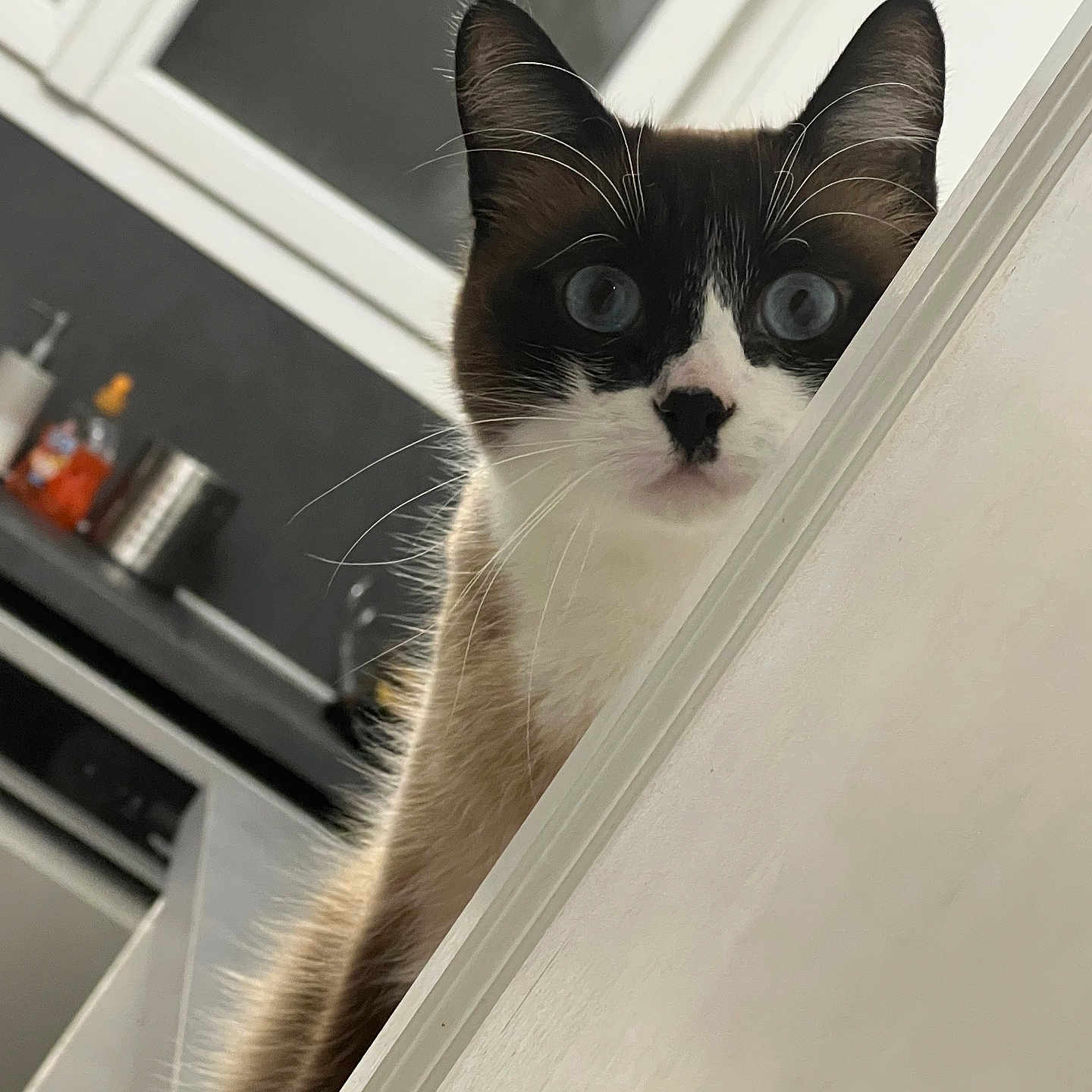 Rocket participe au concours pour gagner de l'argent avec cette photo : brown_and_white, cat, closeup, countertop, curious, domestic, ears, eyes, feline, fur, household, indoor, kitchen, mischievous, peeking, pet, playful, whiskers, white_surface, window