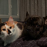 Sisko a rejoint le concours — aidez-le/la à gagner de superbes lots ! cat, dog, bed, bedding, calico_cat, french_bulldog, indoor, pet, animal, resting, curious, closeup, cozy, furniture, window, curtains, domestic, companion, looking, portrait