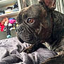 Sisko participe au concours pour gagner de l'argent avec cette photo : dog, french_bulldog, bed, blanket, indoor, pet, animal, closeup, brown, fur, ears, eyes, face, nose, paw, curtains, clothes, shelf, resting, looking