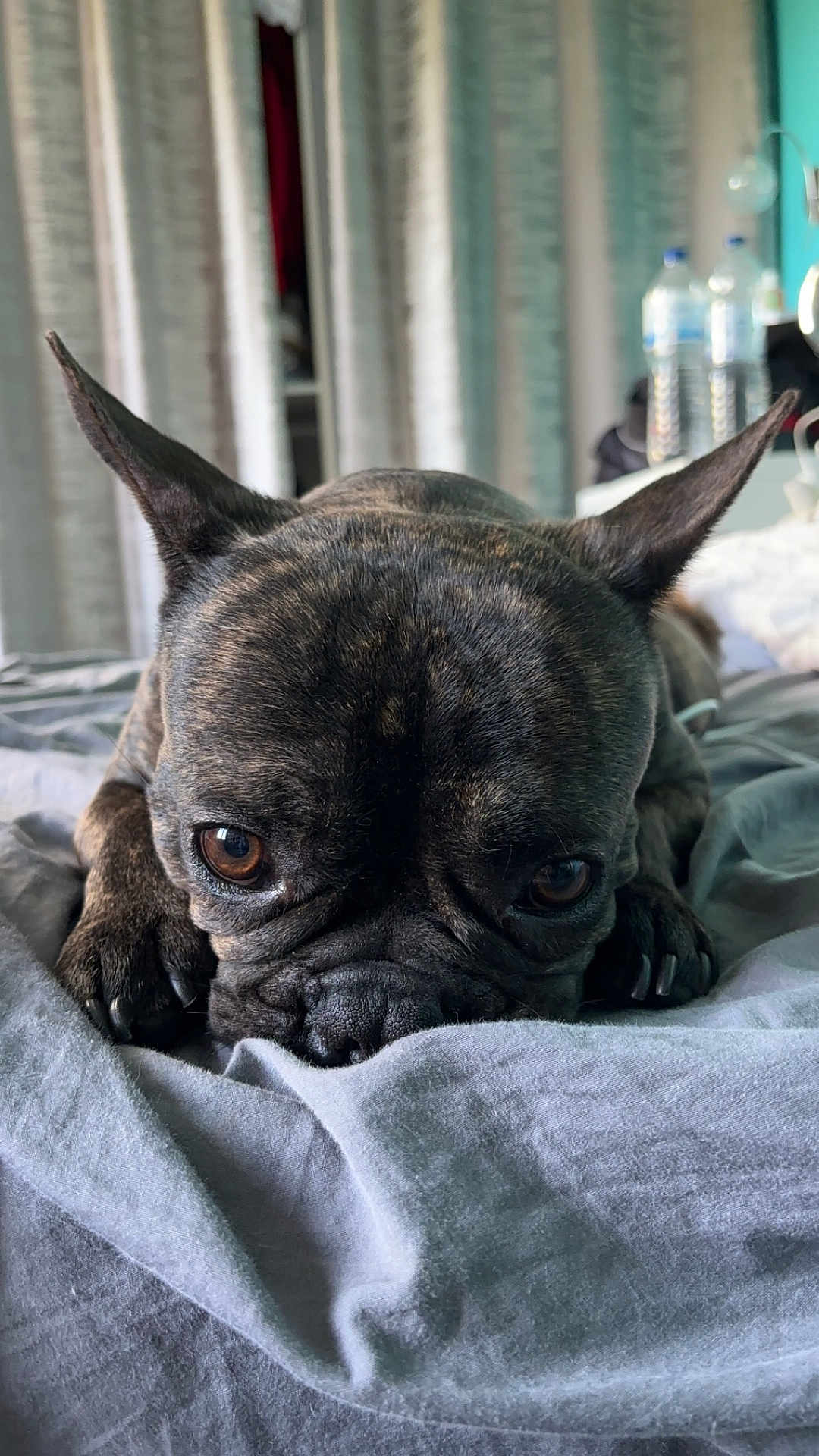 Sisko a rejoint le concours — aidez-le/la à gagner de superbes lots ! dog, french_bulldog, brindle, pet, bed, indoors, sleepy, close_up, ears, face, animal, cute, cozy, resting, fur, brown_eyes, paw, blanket, domestic_animal, portrait