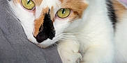Tigrette participe au concours pour gagner de l'argent avec cette photo : cat, calico, green_eyes, close_up, relaxed, lounging, whiskers, fur, pet, indoor, bed, gray_surface, curious, animal, mammal, cute, feline, portrait, soft_focus, domestic_cat