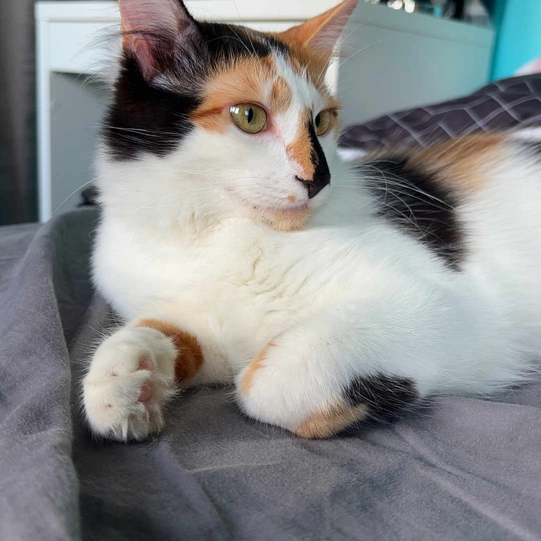 Tigrette a rejoint le concours — aidez-le/la à gagner de superbes lots ! bed, calico, cat, closeup, curtain, dorm_room, ears, feline, fur, furniture, gray_bedspread, green_eyes, household_items, indoor, paw, pet, relaxed, resting, water_bottle, whiskers
