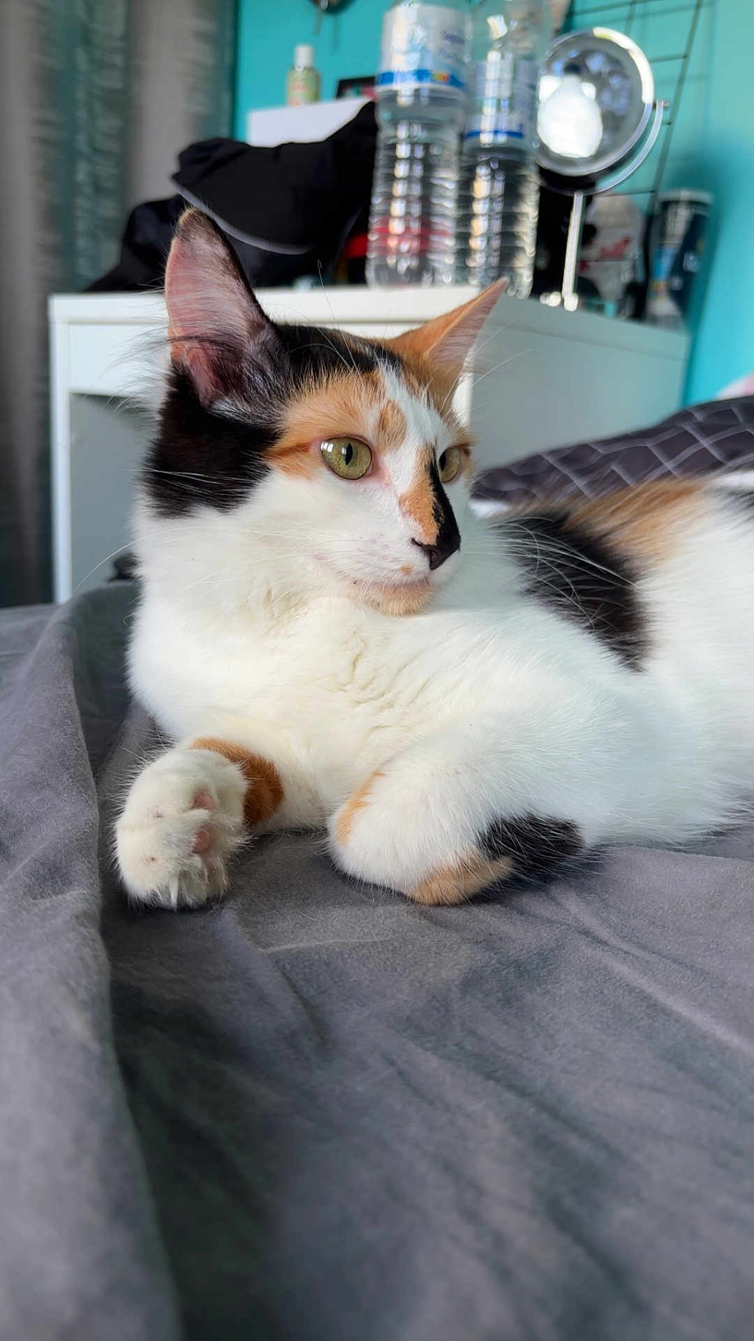 Tigrette a rejoint le concours — aidez-le/la à gagner de superbes lots ! cat, calico, feline, pet, indoor, bed, gray_bedspread, fur, green_eyes, whiskers, relaxed, resting, paw, ears, dorm_room, water_bottle, furniture, curtain, household_items, closeup