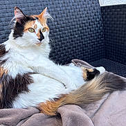 Tigrette participe au concours pour gagner de l'argent avec cette photo : cat, calico, fluffy, pet, animal, feline, relaxed, blanket, chair, woven_texture, outdoor, resting, tail, fur, whiskers, ears, green_eyes, soft, comfort, seated
