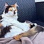cat, calico, fluffy, pet, animal, feline, relaxed, blanket, chair, woven_texture, outdoor, resting, tail, fur, whiskers, ears, green_eyes, soft, comfort, seated