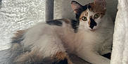 Tigrette a rejoint le concours — aidez-le/la à gagner de superbes lots ! animal, calico, cat, closeup, cozy, curious, cute, domestic, feline, fluffy, fur, green_eyes, indoor, pet, portrait, relaxed, resting, soft, whiskers, window
