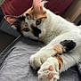 Tigrette participe au concours pour gagner de l'argent avec cette photo : cat, calico, paw, pink_paw_pads, feline, pet, animal, relaxed, indoor, soft_surface, gray, white_fur, orange_fur, black_fur, closeup, portrait, whiskers, ears, cute, resting