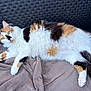 Tigrette participe au concours pour gagner de l'argent avec cette photo : cat, calico, fluffy, pet, animal, feline, resting, tongue_out, blanket, fabric, chair, woven, fur, relaxed, indoor, closeup, cute, soft, laying, playful