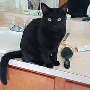 Jinx is registered to the contest to win money with this photo: cat, black_cat, pet, animal, bathroom, countertop, mirror, hairbrush, feline, indoor, curious, sitting, domestic, eyes, reflection, sink, cabinet, household, fur, whiskers