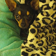 Niko is registered to the contest to win money with this photo: dog, blanket, leopard_print, cozy, small_dog, pet, fur, ears, snuggled, resting, indoor, cute, animal, comfort, soft, warm, face, brown, black, lying_down