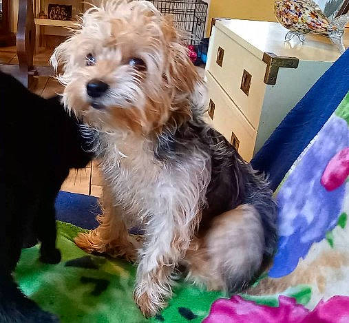 Vodka participe au concours pour gagner de l'argent avec cette photo : biewer_terrier, canidae, carnivore, companion_dog, dog, dog_breed, dog_supply, fur, maltepoo, puppy, small_terrier, snout, sporting_group, terrier, toy_dog, working_animal, yorkipoo