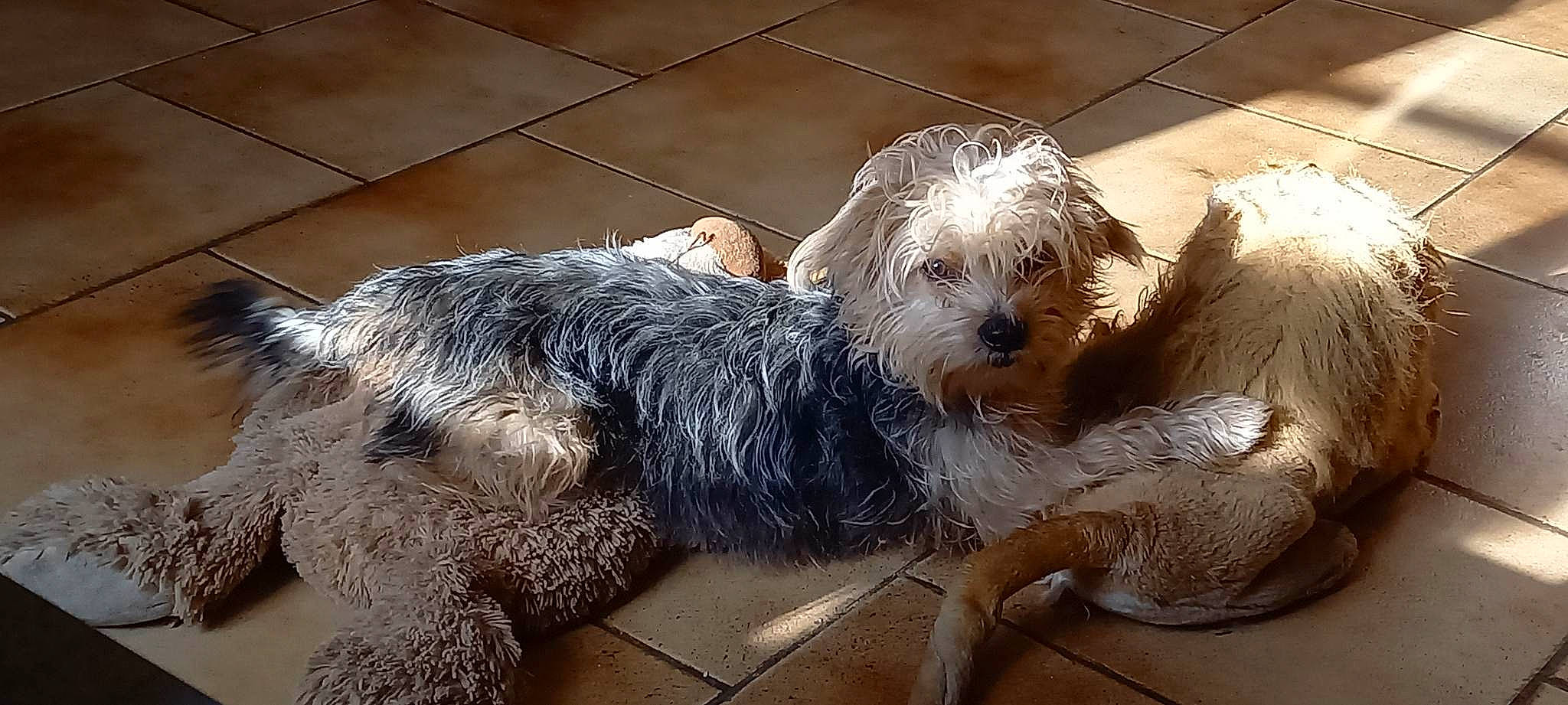 Vodka a rejoint le concours — aidez-le/la à gagner de superbes lots ! canidae, carnivore, cockapoo, companion_dog, dog, dog_breed, dog_clothes, dog_supply, fur, labradoodle, maltepoo, puppy_love, sapsali, small_terrier, snout, sporting_group, tail, terrier, toy_dog, water_dog