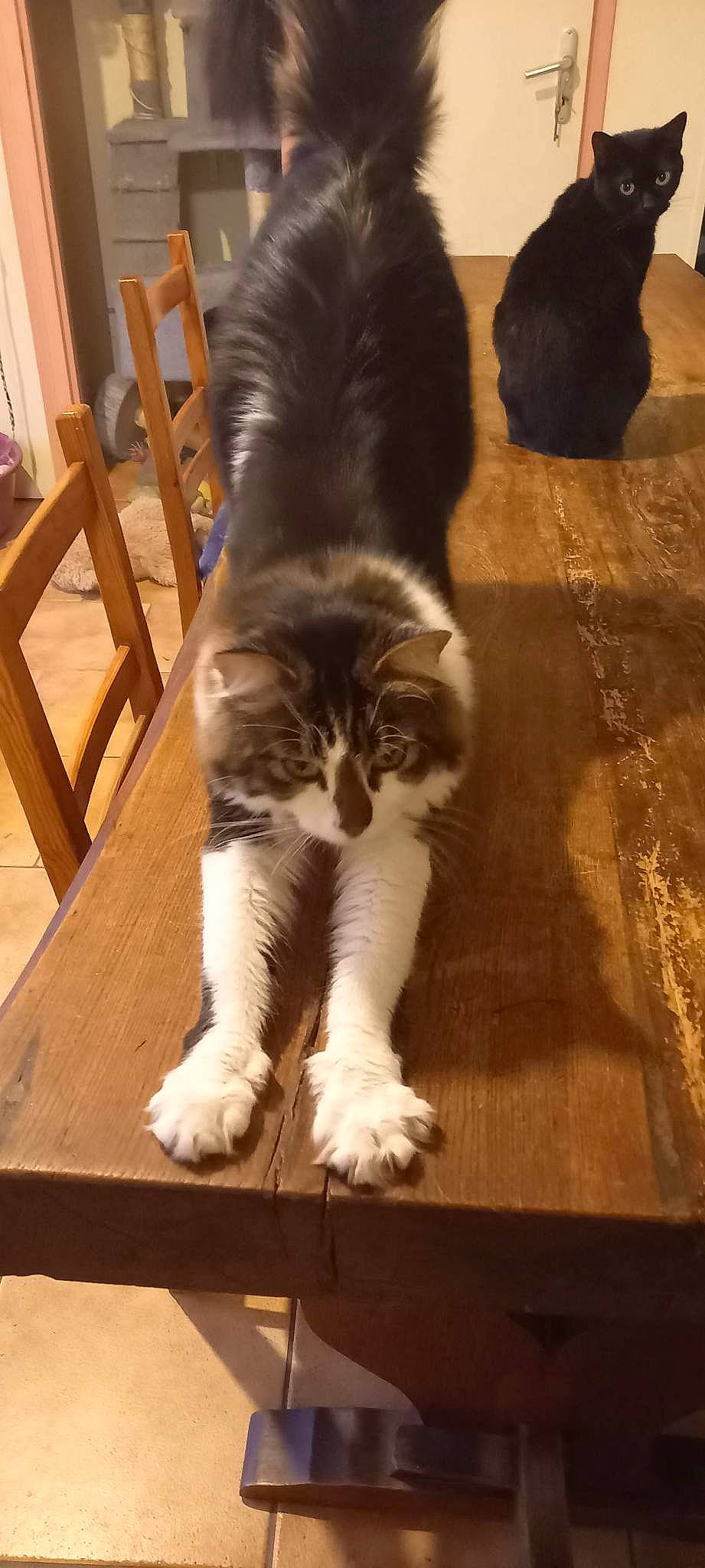 Raki participe au concours pour gagner de l'argent avec cette photo : carnivore, cat, comfort, companion_dog, domestic_short_haired_cat, fawn, felidae, floor, flooring, foot, fur, hardwood, human_leg, laminate_flooring, paw, small_to_medium_sized_cats, snout, tail, whiskers, wood