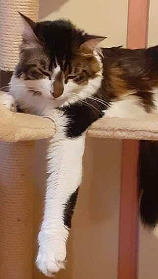 Raki participe au concours pour gagner de l'argent avec cette photo : carnivore, cat, claw, comfort, domestic_short_haired_cat, felidae, flooring, foot, fur, human_leg, paw, small_to_medium_sized_cats, tail, terrestrial_animal, whiskers