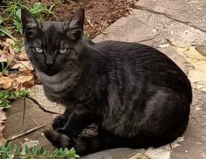 Izarra-tiago a rejoint le concours — aidez-le/la à gagner de superbes lots ! black_cat, carnivore, cat, domestic_short_haired_cat, felidae, fur, grass, groundcover, plant, sitting, small_to_medium_sized_cats, snout, tail, terrestrial_animal, whiskers, wildlife