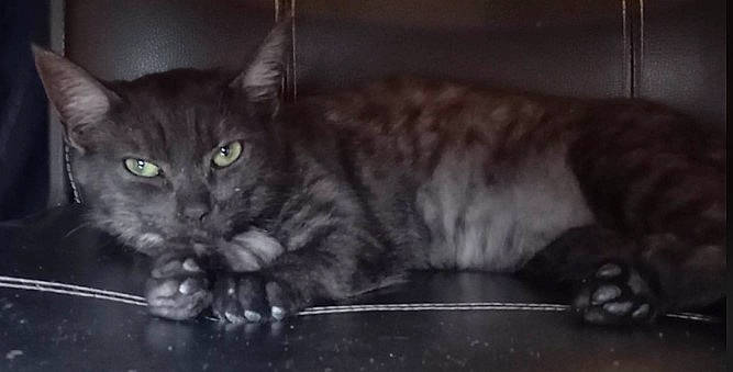 Izarra-tiago a rejoint le concours — aidez-le/la à gagner de superbes lots ! black_cat, carnivore, cat, claw, darkness, domestic_short_haired_cat, eye, felidae, fur, iris, monochrome, monochrome_photography, paw, sitting, small_to_medium_sized_cats, snout, tail, terrestrial_animal, whiskers, wildlife